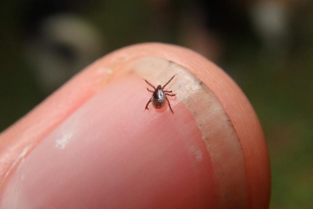 Been outdoors? Check for ticks!