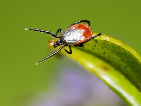 Beware of ticks, if you’ve been outdoors!